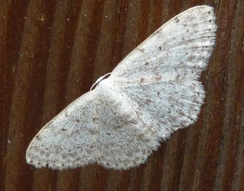Réf. 330 374 : Scopula marginepunctata